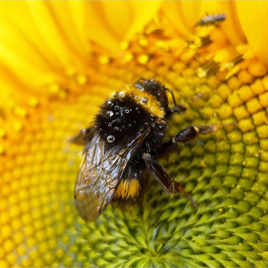 Virtual T-shirt (Donation)